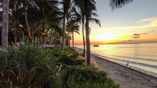 palm trees by Mark Male courtesy of Unsplash.