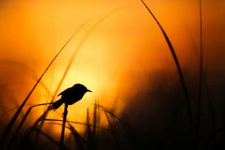 silhouette of bird by Ray Hennessy courtesy of Unsplash.