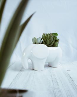 green plant on white ceramic vase by Gabriel Meinert courtesy of Unsplash.