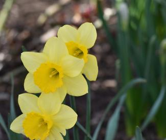 a group of yellow daffodils in a garden by Julie Blake Edison courtesy of Unsplash.